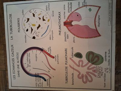 Lot de 3 grandes affiches scolaires, Tableaux de Sciences RO… - Photo 1