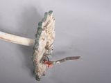 an image of a bird on a branch with a twig