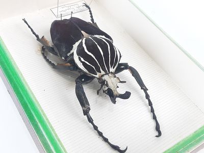 a black and white beetle in a box on a white surface