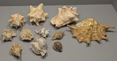 a lot of sea shells on the table