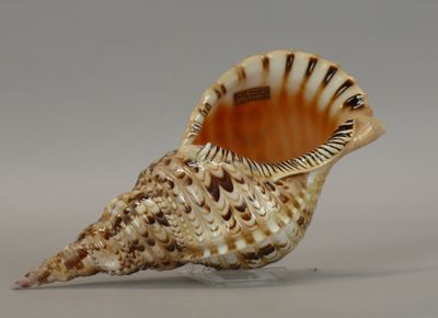 a shell that is sitting on top of a table