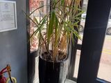a potted plant in the corner of a room