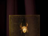 a small spider in a glass box on a table