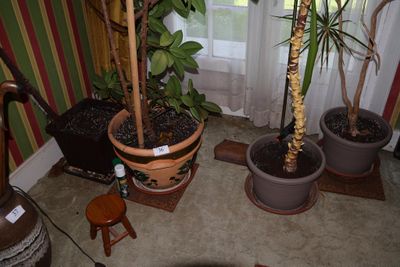 de nombreuses plantes en pot dans un coin de la pièce