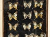 a picture of a display of moths in a wooden frame
