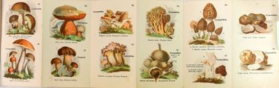 Cette page présente de nombreuses variétés de champignons