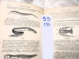 un livre ouvert sur lequel figure un dessin représentant un poisson et d'autres animaux