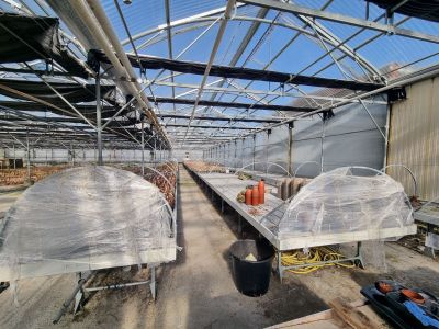 une grande serre contenant de nombreuses plantes