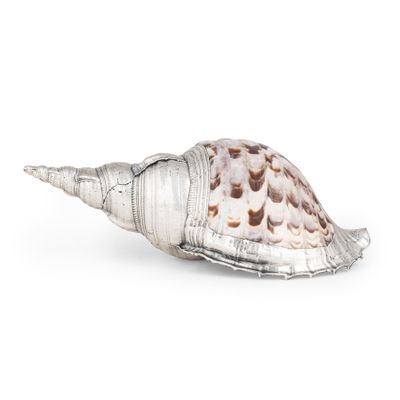 une image représentant un coquillage sur fond blanc