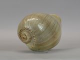 a shell that is sitting on top of a table