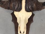 a bull skull mounted on the wall of a building