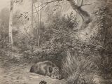an old black and white drawing of a dog laying in the woods