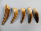 four large tooth teeth are arranged in a row on a table