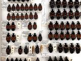 a lot of bugs that are on display in a glass case