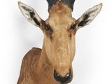 une tête de cerf empaillée accrochée au mur, avec ses bois