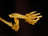 a close up of a skeleton of a bird on a black background