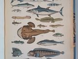 many different types of fish in this book