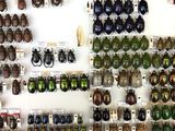 many different types of beetles displayed on the wall