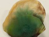 a green and yellow shell sitting on a white surface
