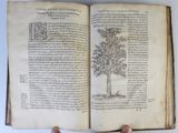 someone is holding an open book with a drawing of a tree on it