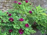 un buisson aux fleurs violettes poussant dans un coin d'un mur de pierre