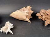 three shells that are on the table together