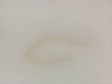 a close up of a white plate with a brown stain on it