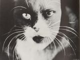 black and white photograph of a cat with a surprised look on its face
