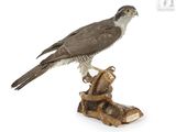 a bird that is sitting on top of a piece of wood