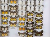 de nombreux types de papillons différents présentés dans une vitrine