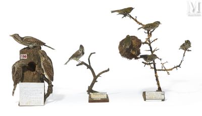 trois oiseaux sont perchés sur une branche, avec un nichoir en arrière-plan