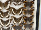 many different types of butterflies displayed in a glass case