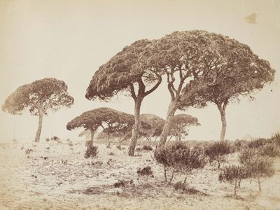 many trees that are standing in the dirt