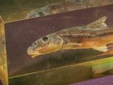 a box with a fish inside of it on a purple surface