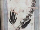 a picture of a picture of a plant in a frame