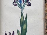 painting of a purple flower with green leaves in a wooden frame