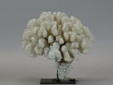 a white coral on a black stand on a gray background