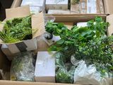 une boîte remplie de plantes posée par terre