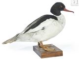 un canard noir et blanc perché sur un bloc de bois