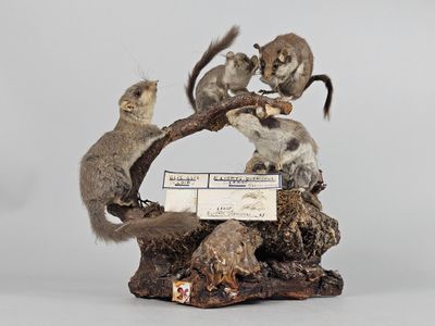 a lot of stuffed animals that are sitting on a tree