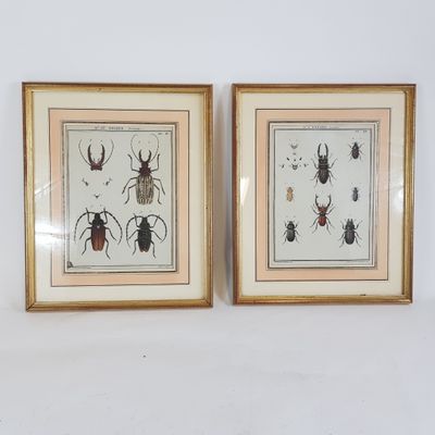 deux gravures d'insectes encadrées sur un mur blanc