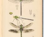 an open book with a drawing of a dragonfly and two other dragonflies