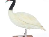 a white duck with a red beak standing on a wooden base