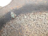 a small frog that is sitting on a rusted piece of metal