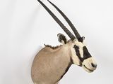a antelope mounted on the wall in the room