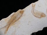 two fossil fish on a piece of paper with a black background