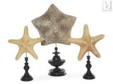 three starfishs are sitting on top of each other on a table