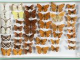de nombreux types de papillons exposés dans une boîte blanche