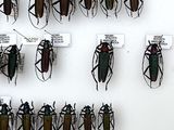 a lot of bugs that are hanging on the wall