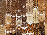 many different types of butterflies on display in a display case